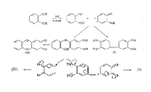  ferric chloride the reaction evidently proceeds by dimerization of 