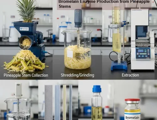 Bromelain Enzyme Production from Pineapple Stems