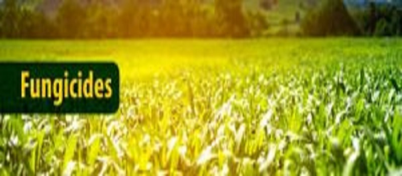 Highes Consumption of Pesticides