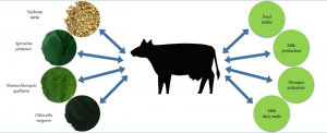 dairy farm production business plan