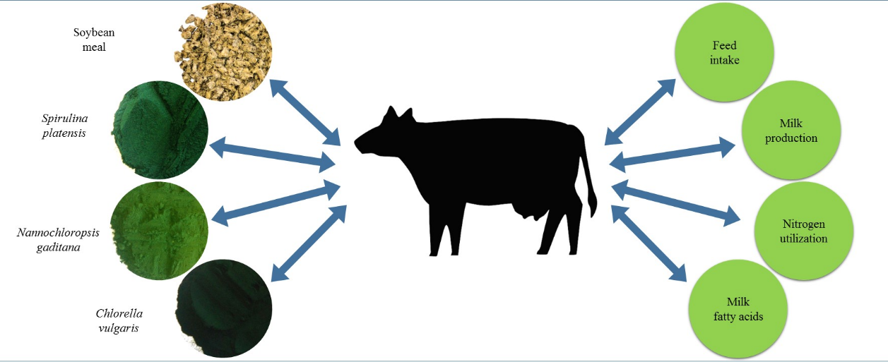 dairy farming plan cost