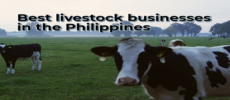 Best Livestock Businesses in The Philippines | Niir.org