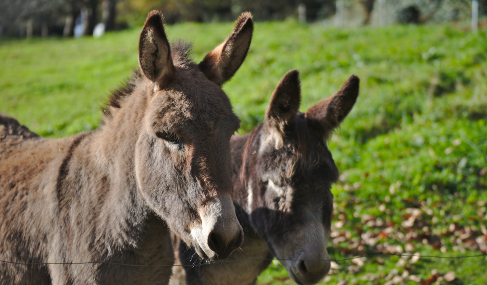 Two Donkeys in a Open Field