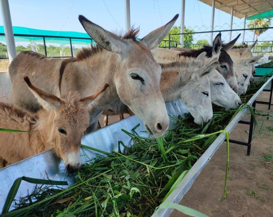 Donkeys are typically utilized in agriculture and diligence, making them  valuable assets in many industries.