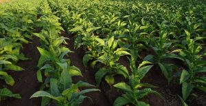 Agribusiness