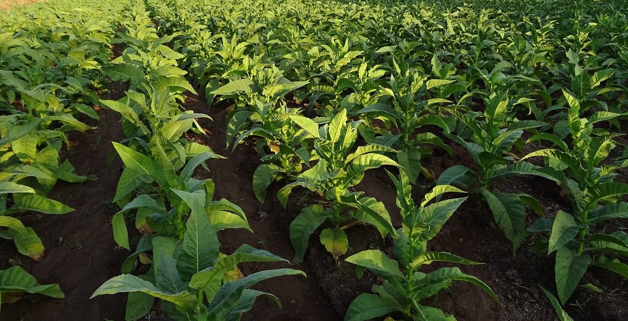 Agribusiness