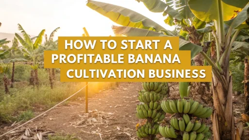 banana cultivation business