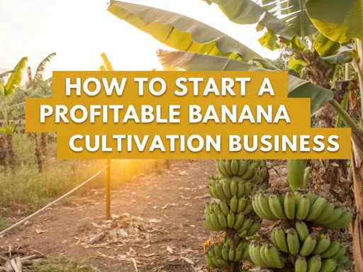 banana cultivation business