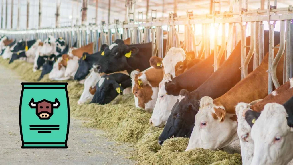 Cattle Feed industry