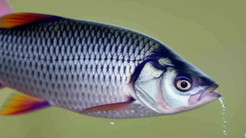 Fish Farming