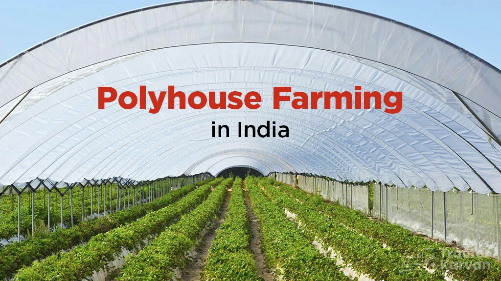 Polyhouse Farming in India