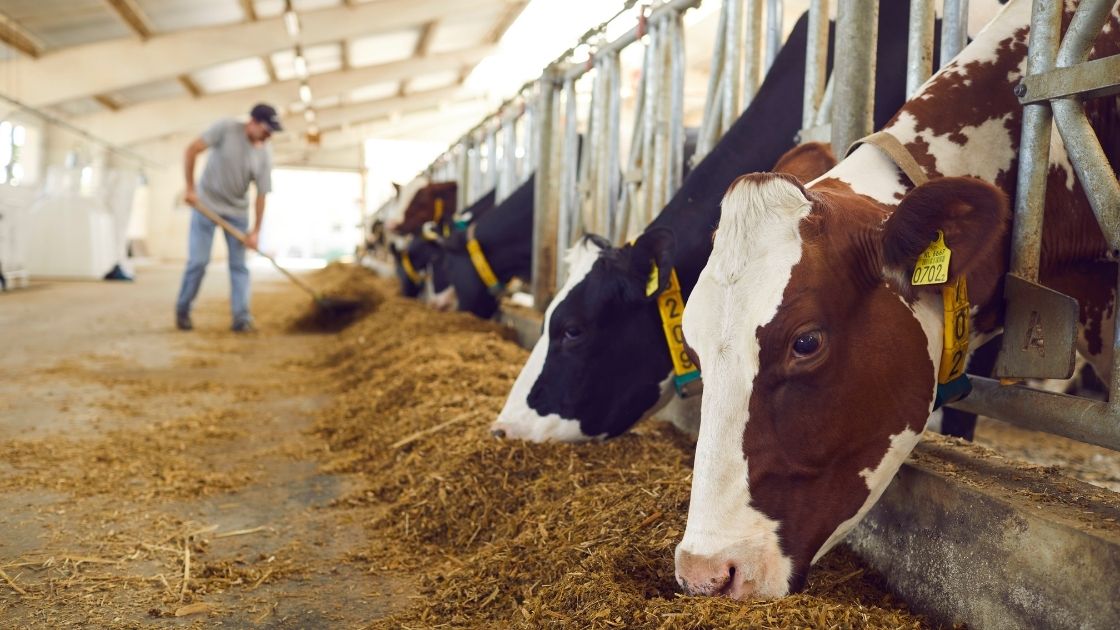  Livestock Farming Business Ideas, Animal Husbandry (Cow, Sheep, Pig, Goat, Buffalo, Rabbit), Farm Animals To Raise, Poultry, Dairy Farming, Cattle Rearing, Cattle Breeding Farm, Cattle & Poultry Feed, Fodder