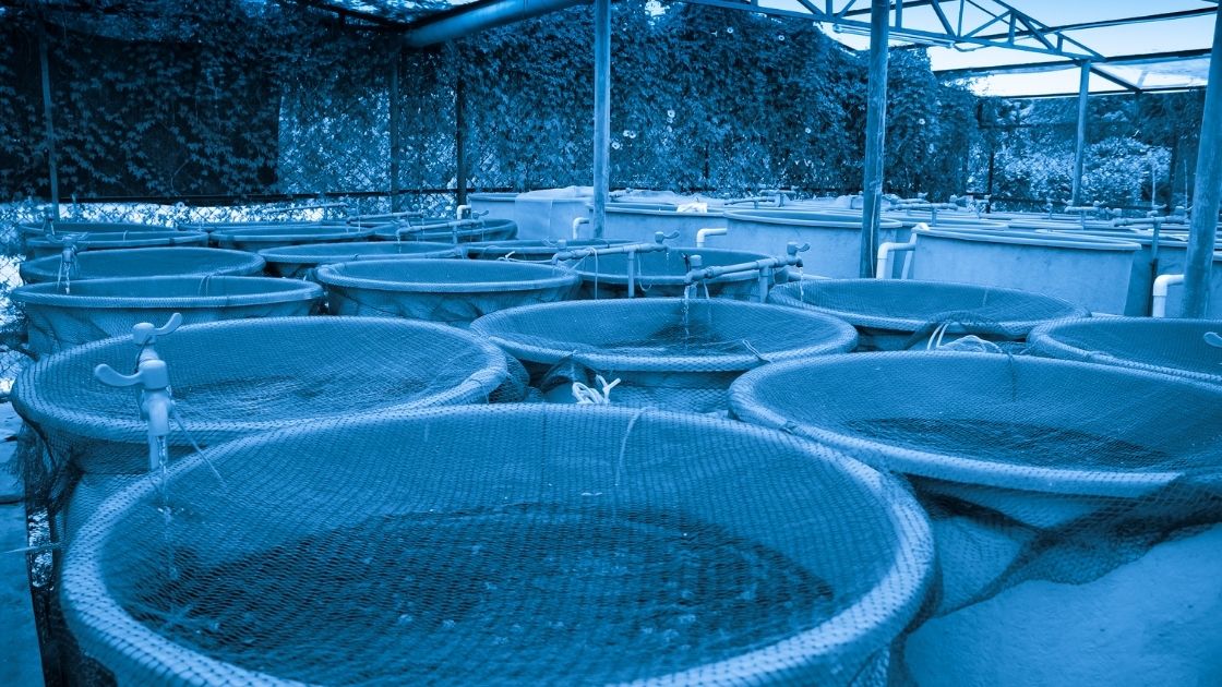  Fisheries and Aquaculture, Fish and Marine Products, Fish farming, Processing and value added Products and Projects