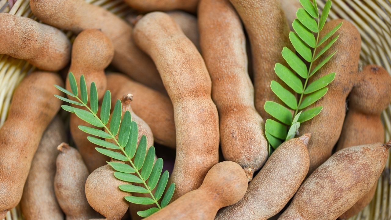  TAMARIND AND TAMARIND BASED PRODUCTS (Tamarind Juice Concentrate, Tamarind Kernel Powder, Gum From Tamarind Seed Powder, Tamarind Pulp From Tamarind, Tamarind Juice Powder, Oil From Tamarind Seed, Tartaric Acid, Food Colour, Crude Pectin, Tamarind Oil)