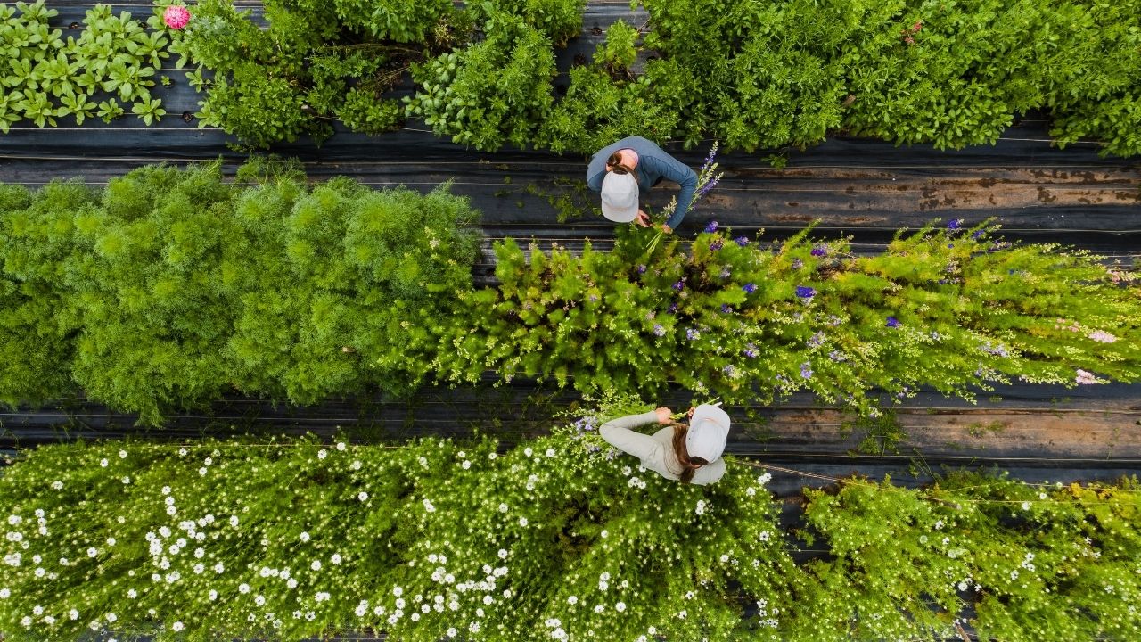 Herbs Cultivation, Medicinal, Aromatic Plants cultivation, Growing, Plantation