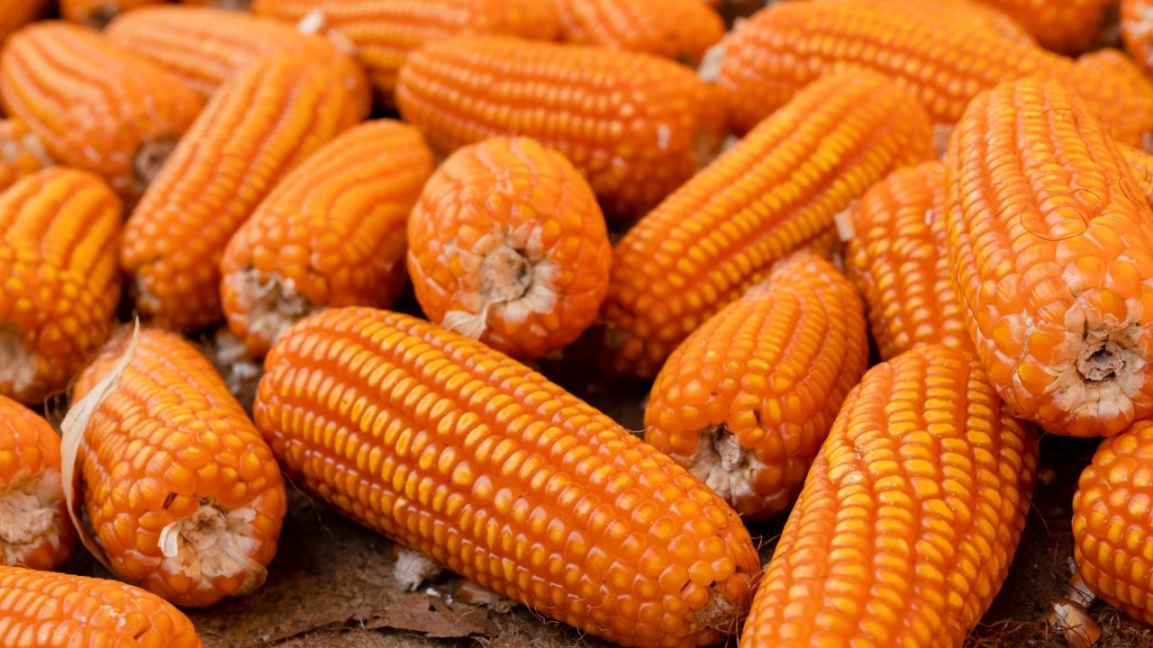 Maize (Corn) Processing, Manufacture of Maize Products, Oil, Starch, Corn Steep Liquor, Syrup, Cornmeal, Popcorn, Flakes,  Gluten, Husk, Anhydrous Dextrose, High Maltose Syrup, Maltodextrin Powder, Monohydrate Dextrose, Sorbitol, Ethanol, Cattle Feed