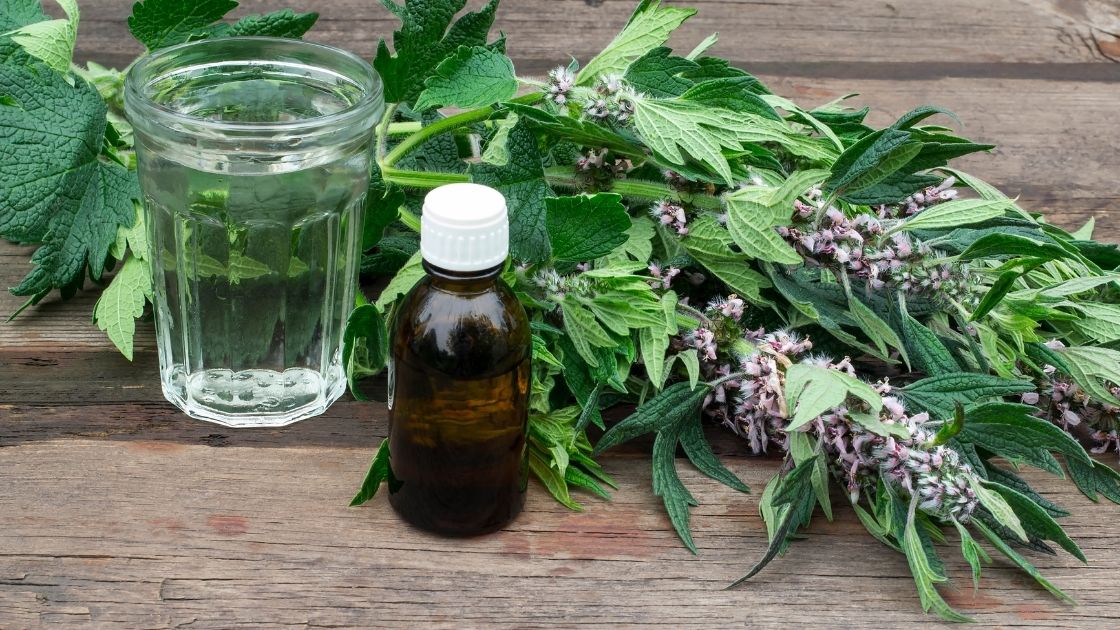  Highly Demandable Medicinal Plants Projects
