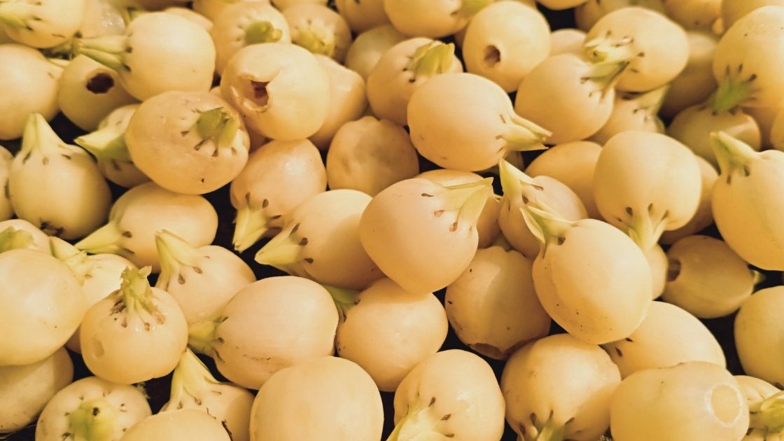  Mahua Processing | Value added products of Mahua flowers (Food Processing) | Utilisation of By-product of Mahua Fruit (Madhuca indica) | Mahua Spirit