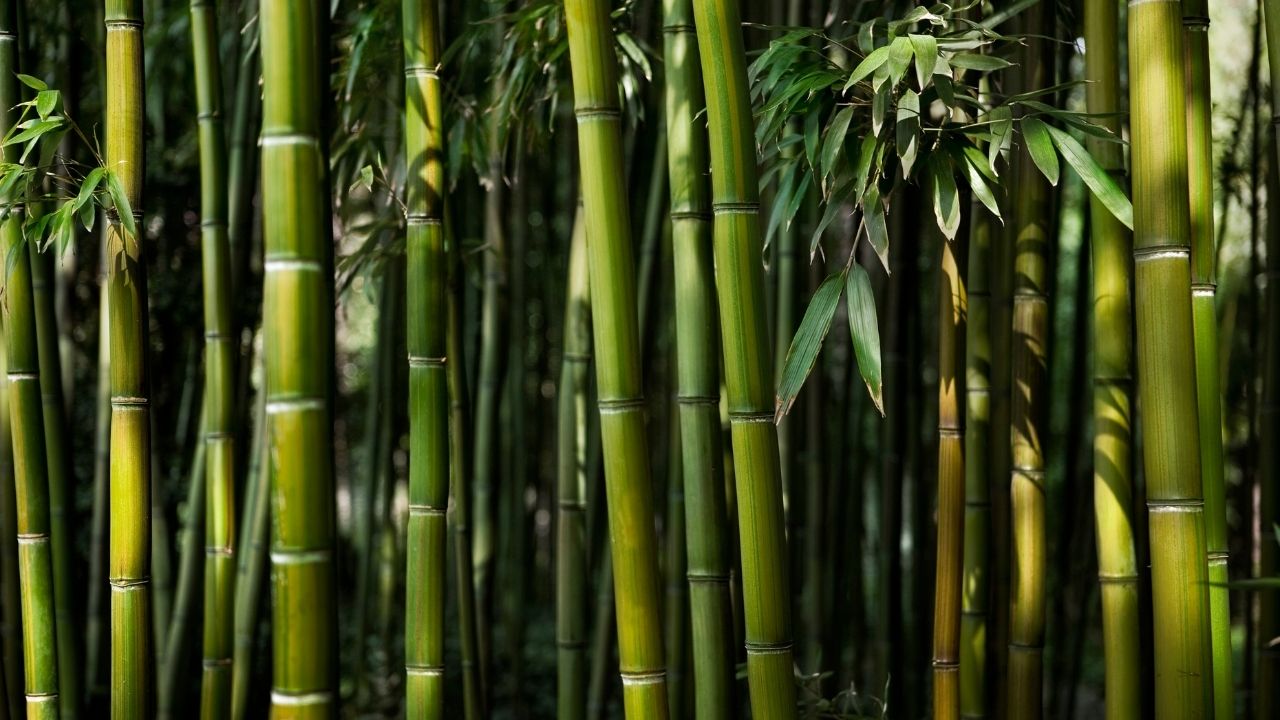 Wood, Bamboo, Coal, Lignin and Its Derivatives