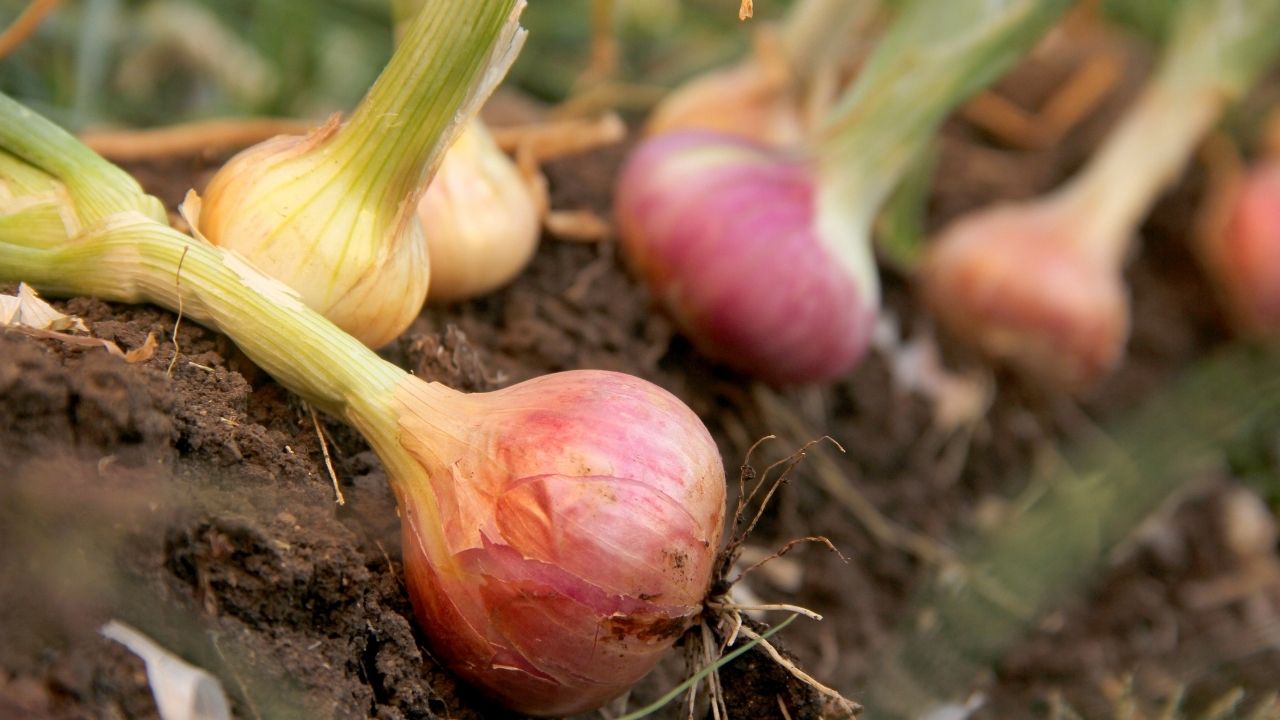  Onion Processing and Value Added Products of Onion. Vegetables and Agriculture based Projects